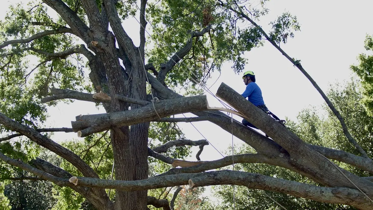 Professional Crown Thinning performed by certified arborists in Morganton